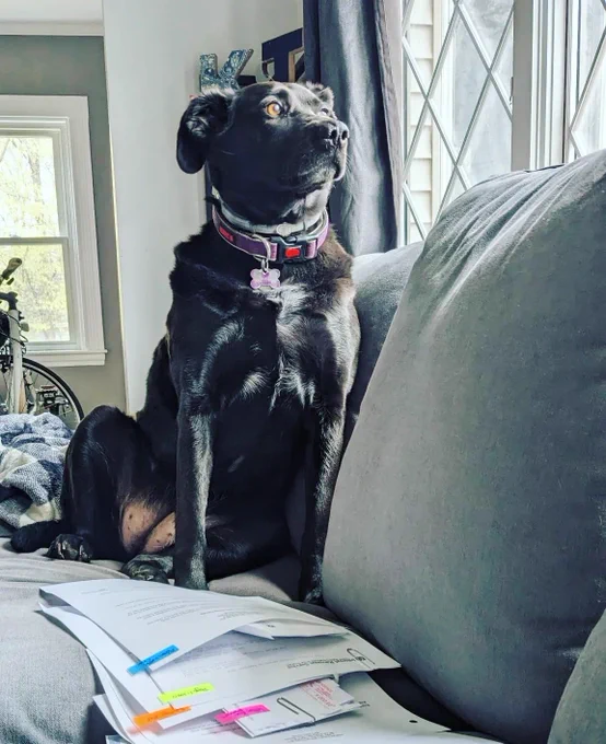 A black lab stands guard over a long line of paperwork.