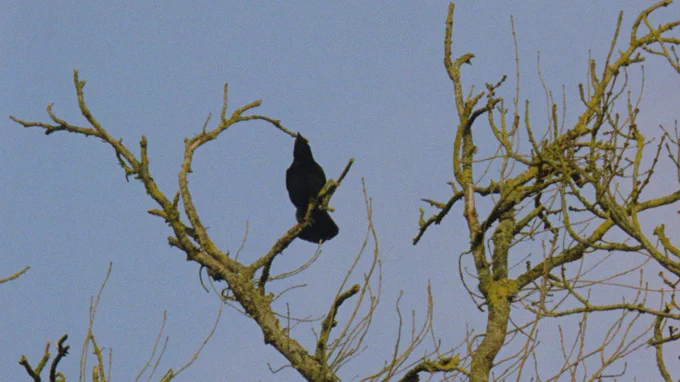 A crow sits on a leafless tree branch.