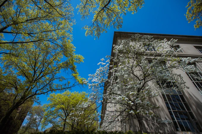 photo of the corner of a building shot from below with flowering trees in the foreground.