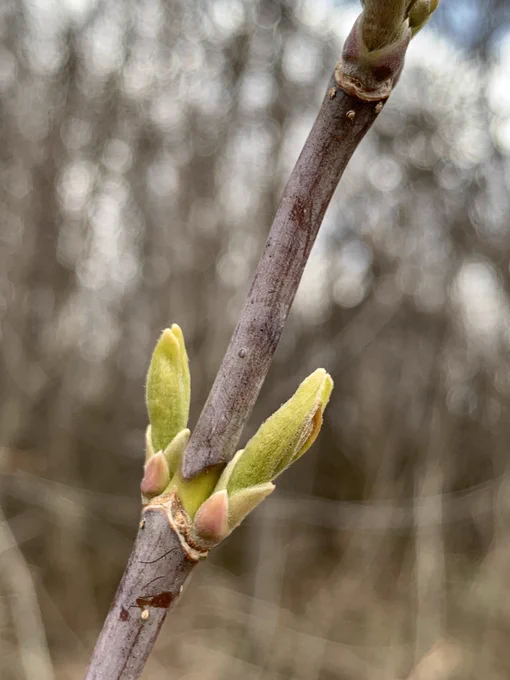 A young boxelder bud breaking, with new leaves emerging.