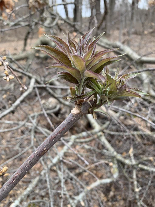 A young elderberry bud