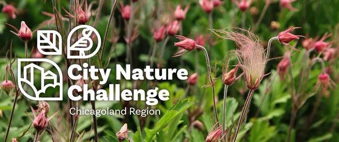Floral background with city nature challenge chicagoland region logo 