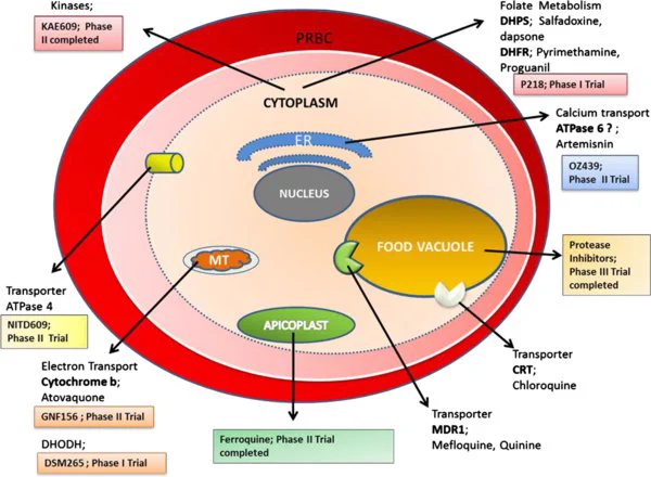Over the past six decades, the drug resistance of Plasmodium falciparum has become an issue of utmost concern. Despite the remarkable progress that has been made in recent years in reducing the mortality rate to about 30% with the scaling-up of vector control, introduction of artemisinin-based combination therapies and other malaria control strategies, the confirmation of artemisinin resistance on the Cambodia–Thailand border threatened all the previous success. This review addresses the global scenario of antimalarial resistance and factors associated with it, with the main emphasis on futuristic approaches like nanotechnology and stem cell therapy that may impede resistant malaria, along with novel medications which are preparing to enter the global antimalarial market. These novel studies are likely to escalate over the coming years and will hopefully help to reduce the burden of malaria.