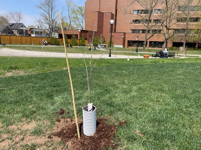 New, native tree planted in the soil in Hamilton, Ontario.