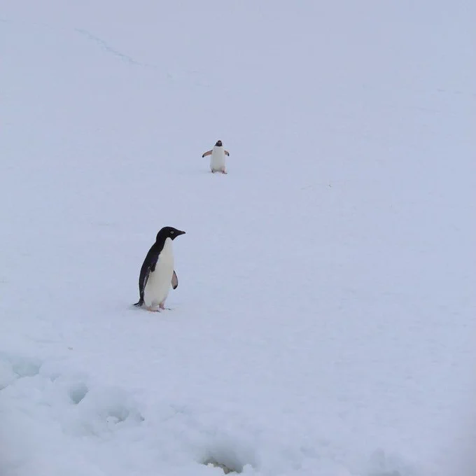 Gentoo colony in Cuverville Island. Although the photo was taken at Cuverville where only Gentoo penguins are registered to breed there, you can see an Adelie penguin.