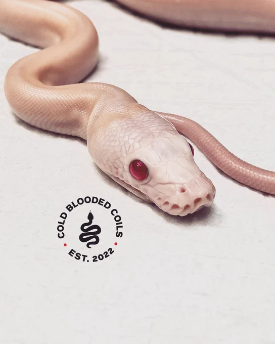 Ruby Eyed Reticulated Python, Cold Blooded Coils