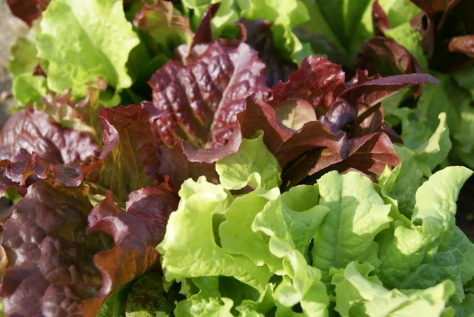 Picture of red and green lettuce.