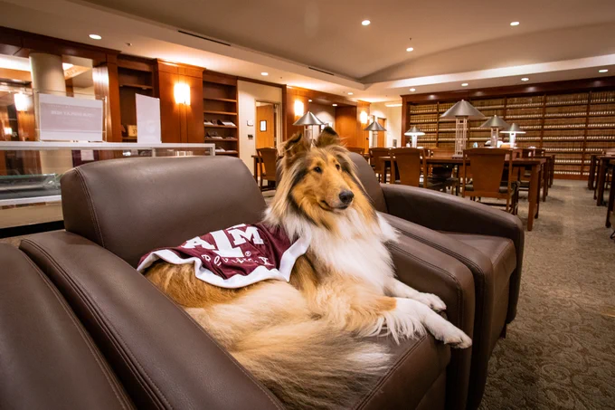 Reveille X sits on a couch in the library