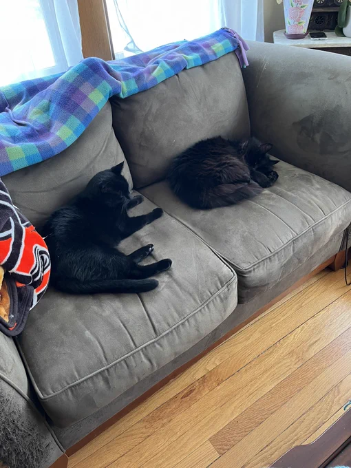This is a picture of two black cats, each laying on a cushion, on an olive green love seat.