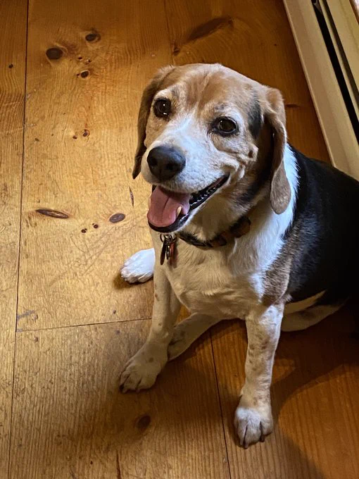 Sweet Beagle Friend
