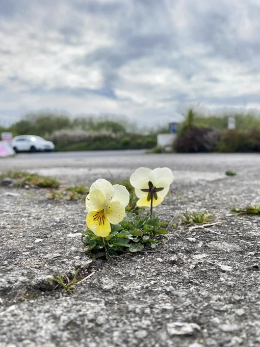 Two Pansy flowers growing from a pavement crack