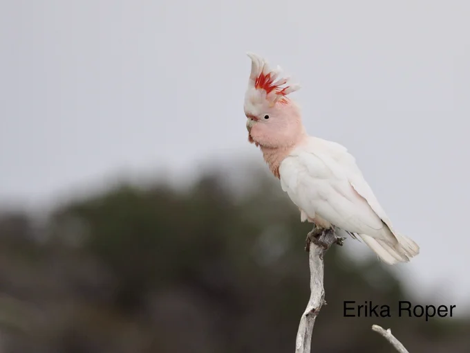 Photo of a large cockatoo with a pink head and white body. It has a crest with red and yellow stripes on it.