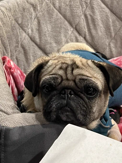 Lily Cyber Pug