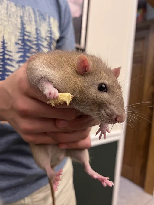 Cute Rat