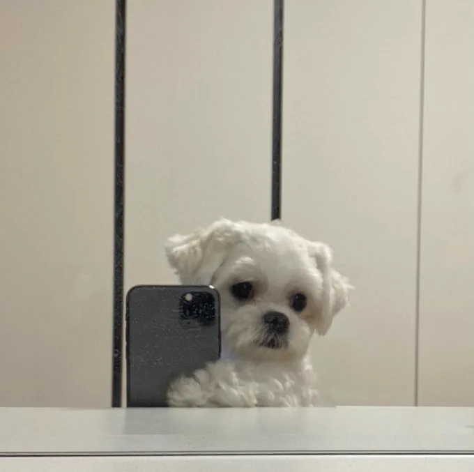 a little white maltese poses for a mirror selfie. one front paw is hooked on the outside of a phone, but the pup is looking moodily down and to the right. it’s a little blurry or smudgy, but honestly it adds to the aesthetic.