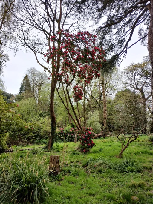 Flowers trees grass