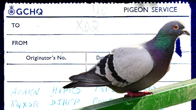 A pigeon in front of a small part of the pigeon service message.
