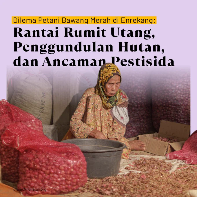 Seorang perempuan membersihkan bawang merah di kolong rumah. Selain menjadi buruh panen, sebagian besar perempuan di Enrekang juga bekerja serabutan saat bawang akan dijual. (Project M/Iqbal Lubis)