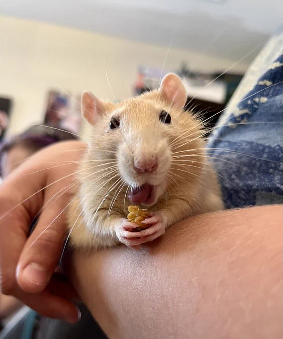 Cute Rat