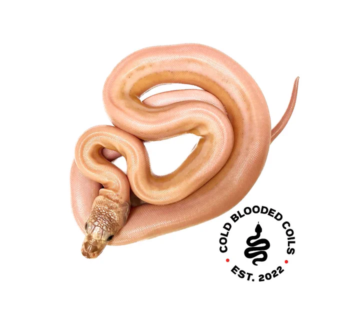 Cold Blooded Coils - Retics UK