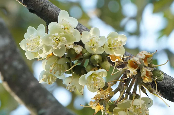 Durian flowers, photo by S. K. Ganesan