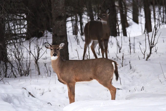 Two white-tailed deer standing in the snow