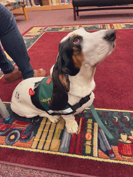 Therapy dog Chessie looking up lovingly at her owner