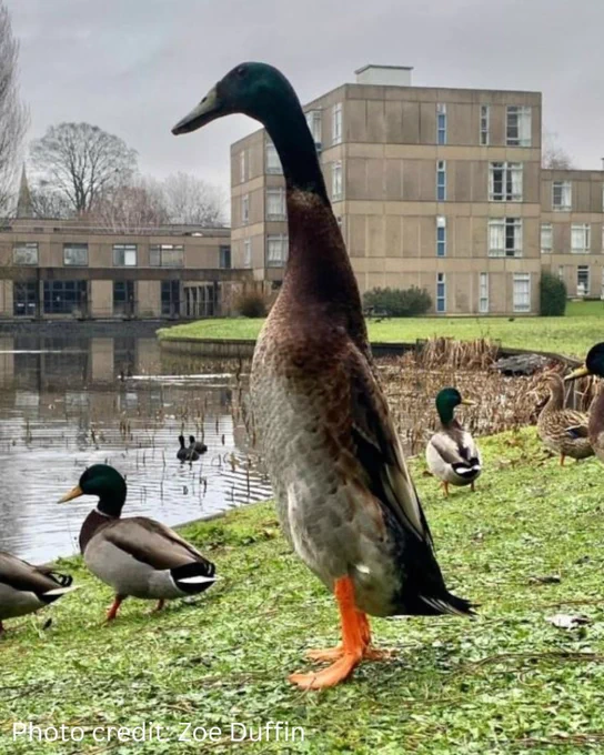 Long Boi standing proudly above his mallard peers on the Uni of York campus