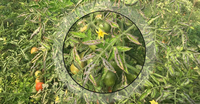 Selected region from a photograph of tomato plants. It shows leaf curling and the leaves are purpling from the edges - very diseased plants.