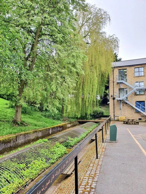 The river bank and huge weeping willow tree just next to the theatre.