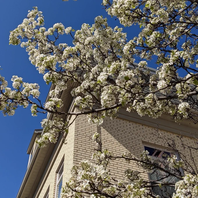 Post House with spring blossoms