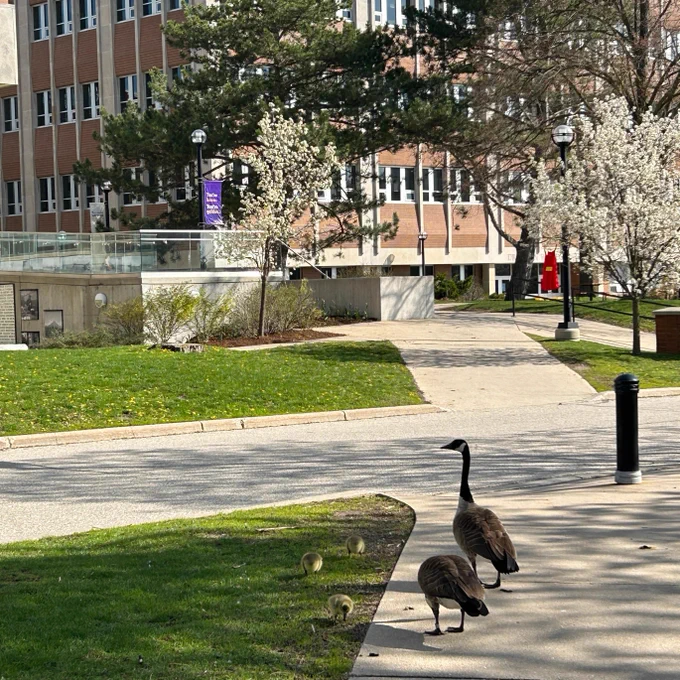 Geese with goslings