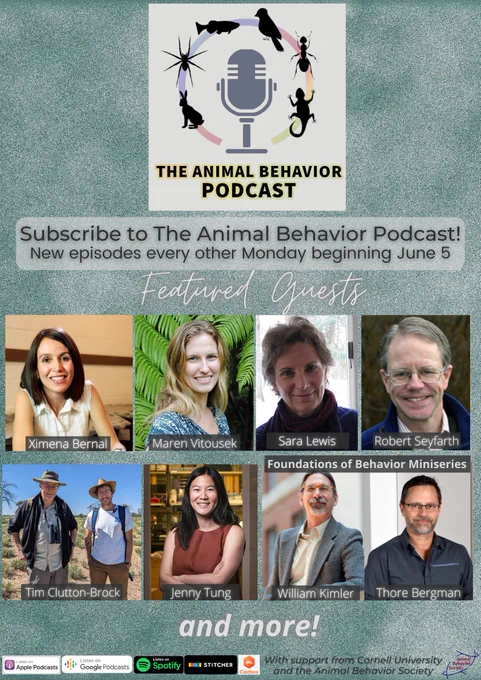 Poster announcing Season 3 of The Animal Behavior Podcast, with images of featured guests (Ximena Bernal, Maren Vitousek, Sara Lewis, Robert Seyfarth, Tim Clutton-Brock, Jenny Tung, William Kimler, Thore Bergman, and more!), along with the podcast logo.

Subscribe to the Animal Behavior Podcast!

New episodes every other Monday beginning June 5th

Produced with support from Cornell University and the Animal Behavior Society