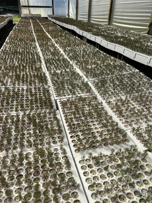 Trays of hundreds of seedlings in a greenhouse.