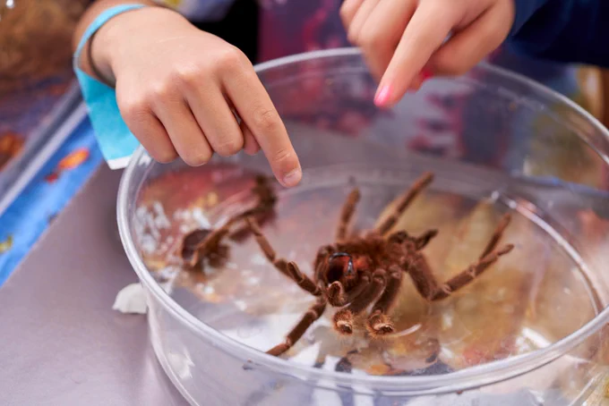 Young children take a closer look at a husked tarantula exoskeleton.