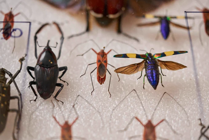 Close-up of bugs from the NHMLA collections.