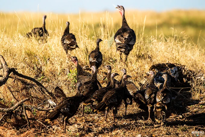 wild turkeys in Sioux county