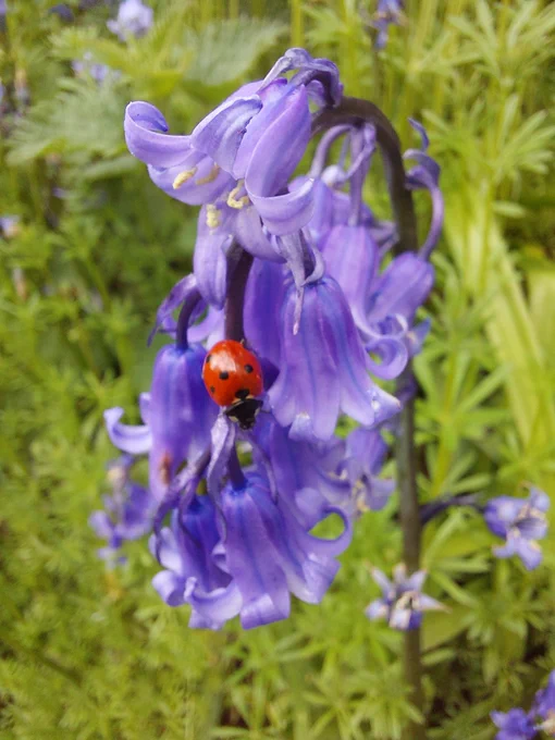 Ladybird on a flower