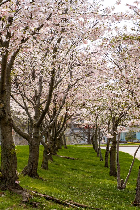 Cherry blossom trees at Calumet College.