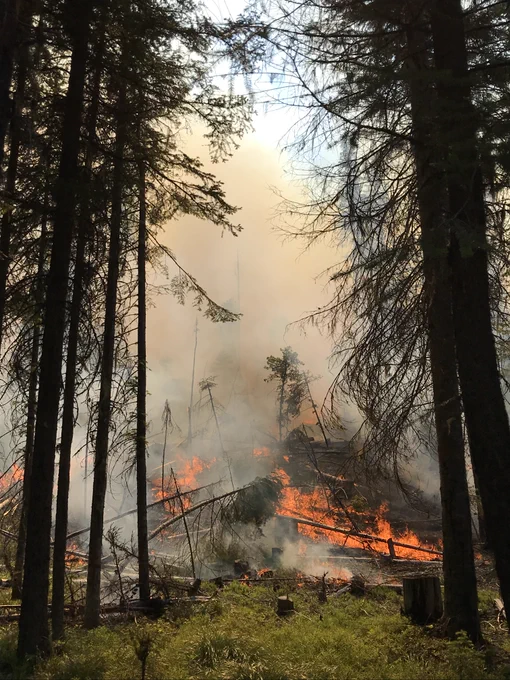 photo of prescribed fire burning under trees near Orogrande Idaho in June of 2020