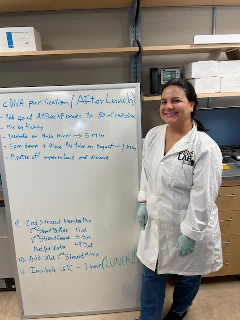 One researcher wearing a lab coat stands next to a white board with steps from a procedure for cDNA purification