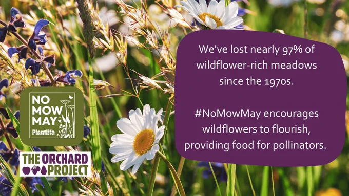 Graphic with wildflower background and text: "We've lost nearly 97% of wildflower-rich meadows since the 1970s." Plant Life and The Orchard Project logos.