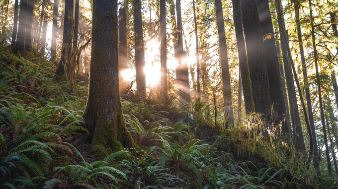 A forest of trees, sunshine peeks through behind the trunks.