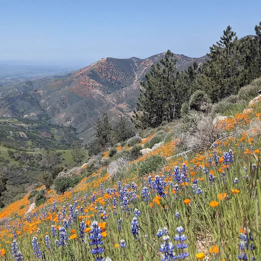 image of individual poppies and lupins reflected on the mountain behind with blue sky in background