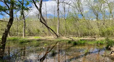 View of the Lucky Branch tract recently put under easement in Montgomery County, NC. Photo by Emily Callicutt.