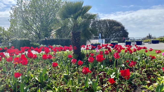 An image of a flower bedding display at the Leas in Folkestone