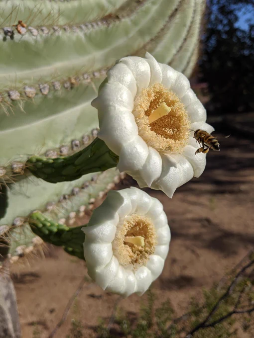 A bee visits a saguaro flower near Tucson in Saguaro National Park, southern Arizona. Photo courtesy of Daniel Winkler, USGS SBSC.