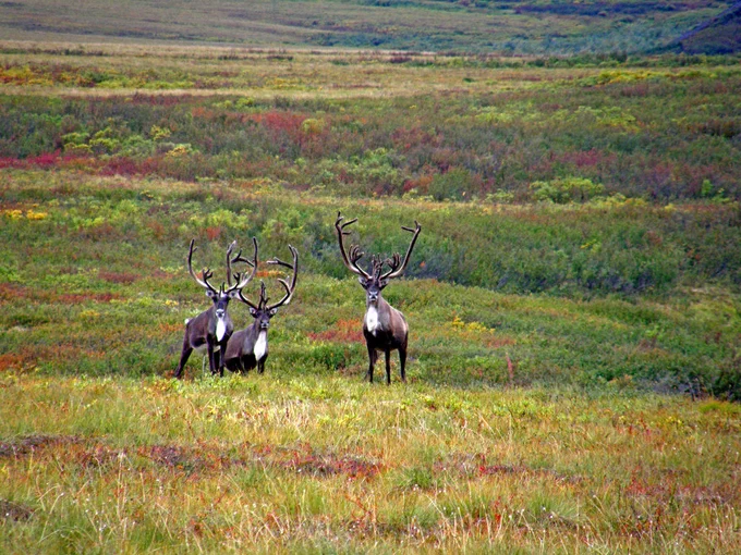 Three caribou standing in the tundra.  These caribou are part of the Porcupine caribou herd.