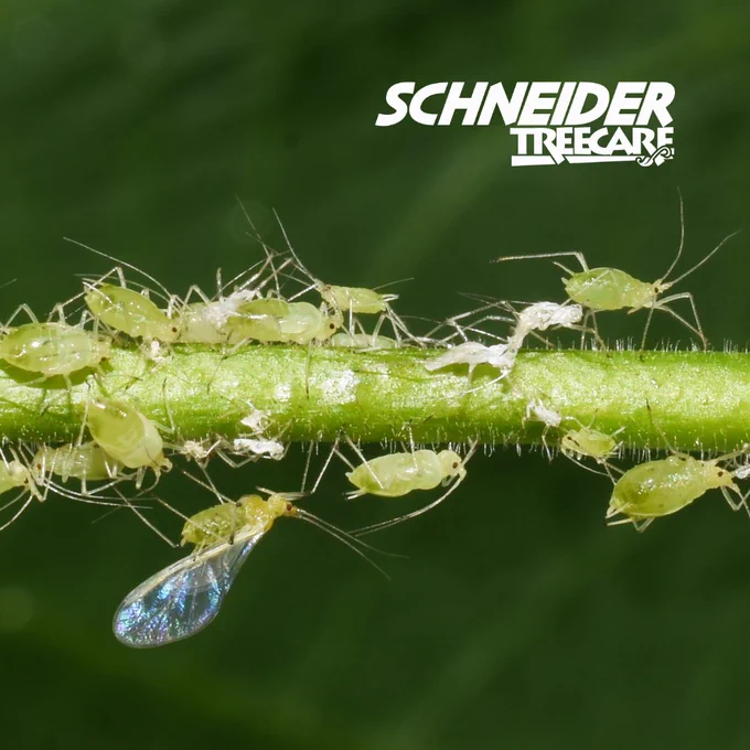 light semi-transparent aphids crawling along a stem
