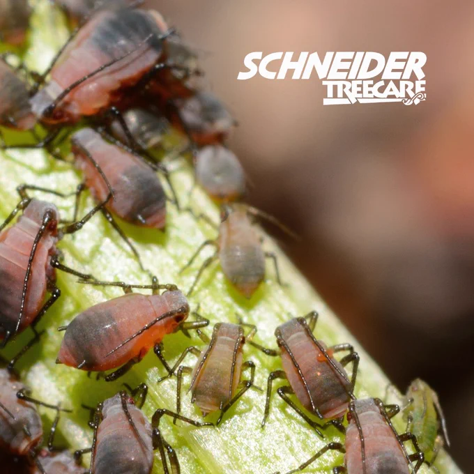 dark brown aphids crawling along a stem